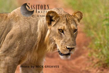 young male lion (Panthera leo)