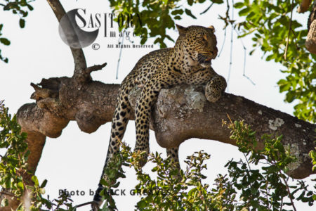 Leopard in Kigelia (Panthera pardus), Katavi National Park, Tanzania