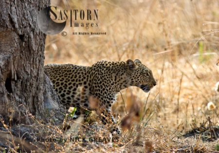 Leopard walking (Panthera pardus), Katavi National Park, Tanzania