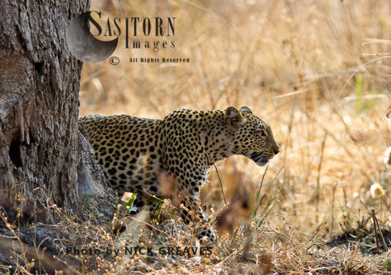 Leopard walking (Panthera pardus), Katavi National Park, Tanzania