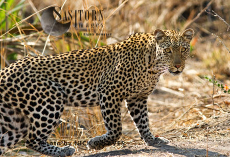 Alert Leopard (Panthera pardus), Katavi National Park, Tanzania