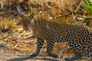 female Leopard (Panthera pardus), Katavi National Park, Tanzania