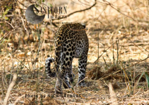 Leopard walking away (Panthera pardus), Katavi National Park, Tanzania