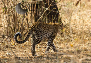 Leopard patrolling territory (Panthera pardus), Katavi National Park, Tanzania