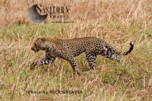male Leopard (Panthera pardus), Katavi National Park, Tanzania
