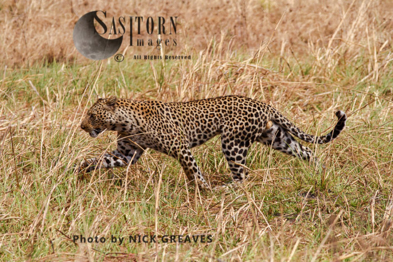 male Leopard (Panthera pardus), Katavi National Park, Tanzania