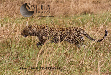 Leopard male (Panthera pardus), Katavi National Park, Tanzania