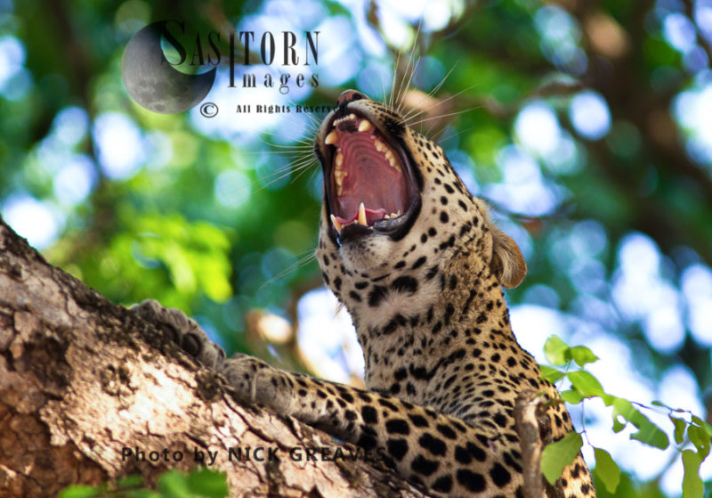 Yawning Leopard (Panthera pardus), Katavi National Park, Tanzania