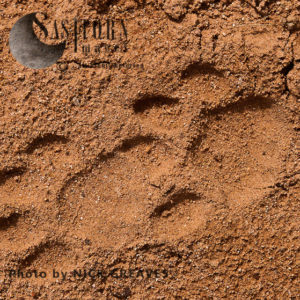 Leopard tracks (Panthera pardus)