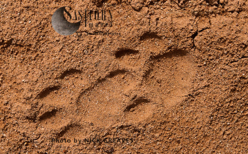 Leopard tracks (Panthera pardus)
