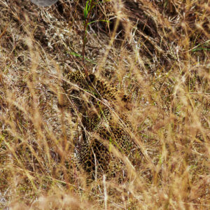 Leopard in the Long Grass (Panthera pardus), Mikumi National Park, Tanzania