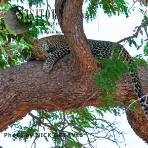sleepy Leopard (Panthera pardus), Mikumi National Park, Tanzania