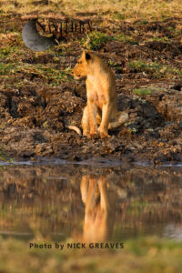 Reflections of a cub (Panthera leo), Katavi National Park, Tanzania