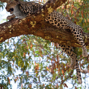 resting Leopard (Panthera pardus), Katavi National Park, Tanzania