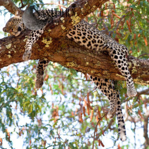 sleeping Leopard (Panthera pardus), Katavi National Park, Tanzania