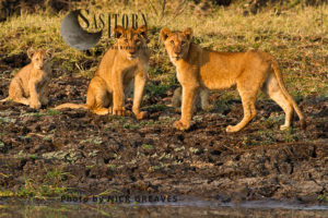Lion cubs (Panthera leo), Katavi National Park, Tanzania