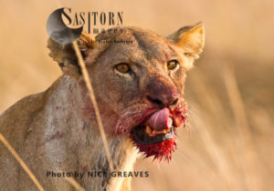 Lioness licking face,  (Panthera leo), Katavi National Park, Tanzania
