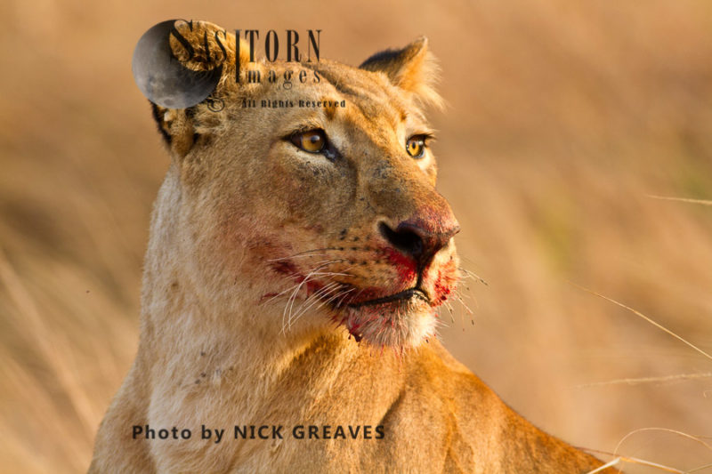 Lioness face (Panthera leo), Katavi National Park, Tanzania
