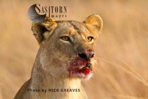 bloody Lioness (Panthera leo), Katavi National Park, Tanzania