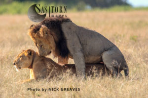 Lions mating (Panthera leo), Queen Elizabeth National Park, Uganda
