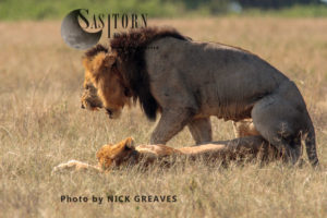Lions mating (Panthera leo), Queen Elizabeth National Park, Uganda