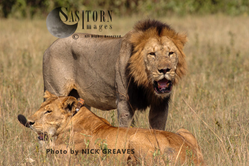 Lions (Panthera leo), Queen Elizabeth National Park, Uganda