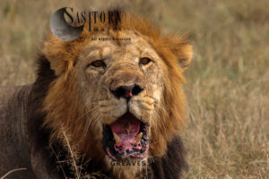 Panting Lion male (Panthera leo), Queen Elizabeth National Park, Uganda