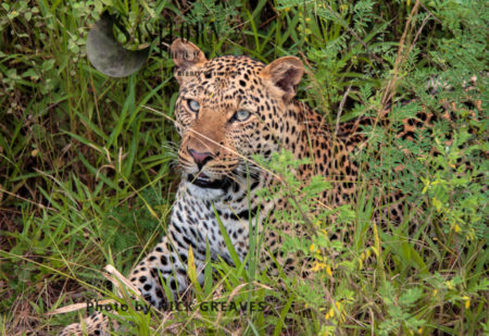Leopard (Panthera pardus), Queen Elizabeth National Park, Uganda