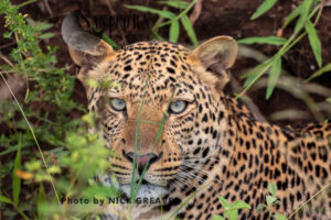Leopard portrait (Panthera pardus), Queen Elizabeth National Park, Uganda