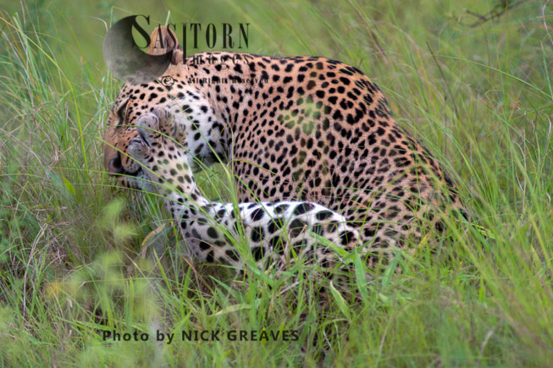 Leopard grooming (Panthera pardus), Queen Elizabeth National Park, Uganda