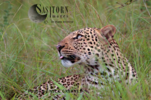 Leopard in long grass (Panthera pardus), Queen Elizabeth National Park, Uganda
