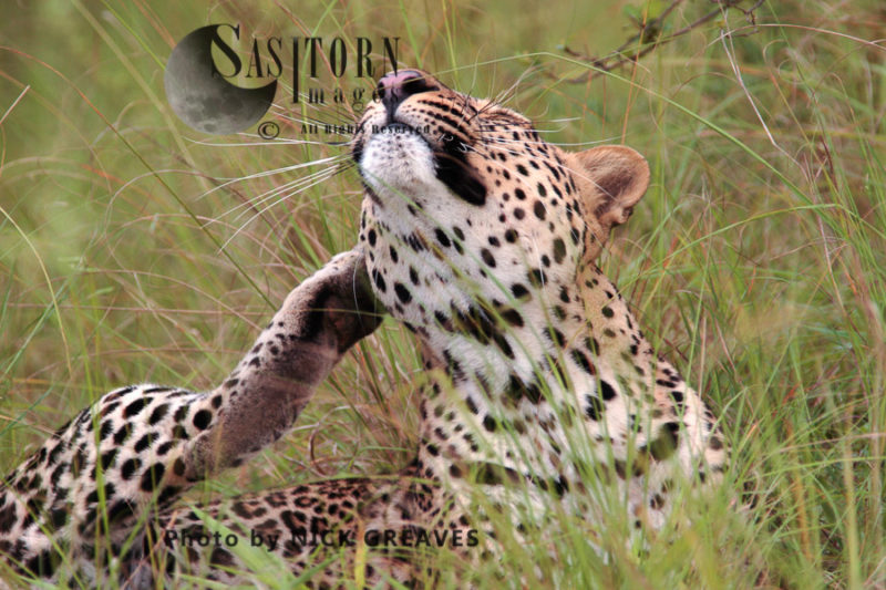 Leopard scratching (Panthera pardus), Queen Elizabeth National Park, Uganda