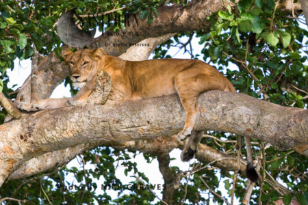 Lioness resting on tree (Panthera leo), Ishasha Sector, Queen Elizabeth National Park, Uganda