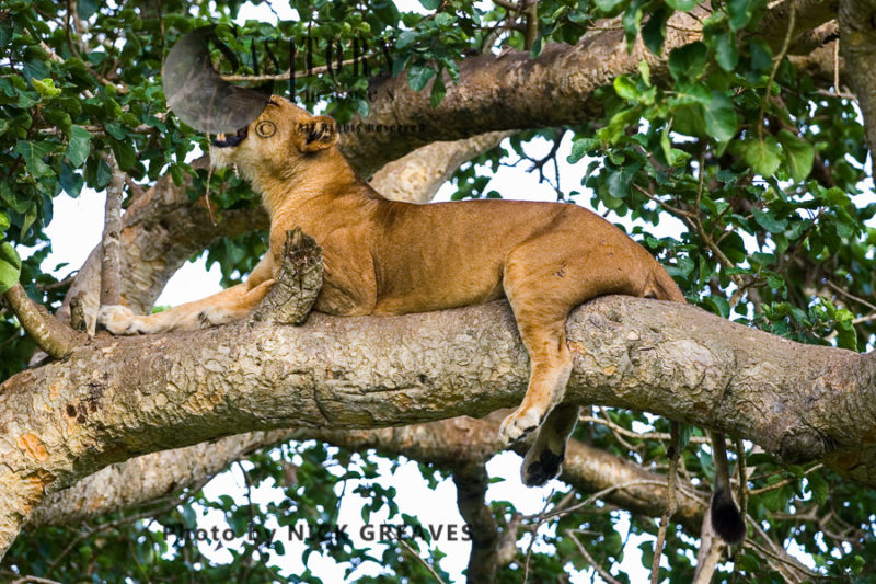 Lioness resting on tree (Panthera leo), Ishasha Sector, Queen Elizabeth National Park, Uganda