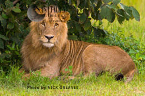 young male Lion (Panthera leo), Katavi National Park, Tanzania