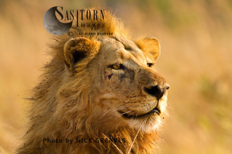 Lion portrait (Panthera leo), Katavi National Park, Tanzania