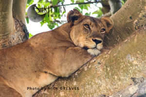 Panthera leo Ishasha Queen Elizabeth National Park Uganda