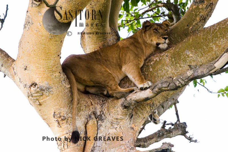 Lioness sleeping on tree (Panthera leo), Ishasha Sector, Queen Elizabeth National Park, Uganda