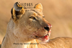 Lioness portrait, (Panthera leo)