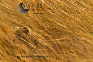 cub in the grass (Panthera leo), Katavi National Park, Tanzania