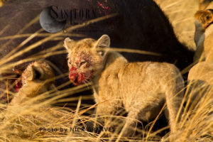 bloody cub (Panthera leo)