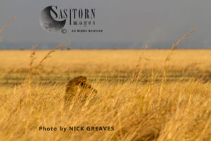Lion in the long grass (Panthera leo), Katavi National Park, Tanzania