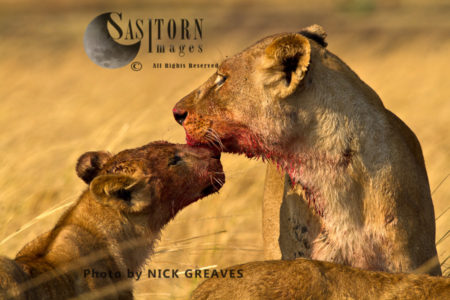 Lioness and cub (Panthera leo)