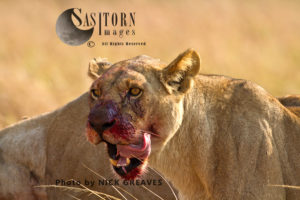 Lioness licking chops (Panthera leo), Katavi National Park, Tanzania