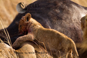 Cub on kill (Panthera leo), Katavi National Park, Tanzania