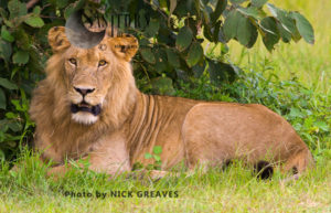 Lion, young male (Panthera leo), Katavi National Park, Tanzania