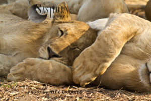sleeping juvenile lions (Panthera leo), Katavi National Park, Tanzania