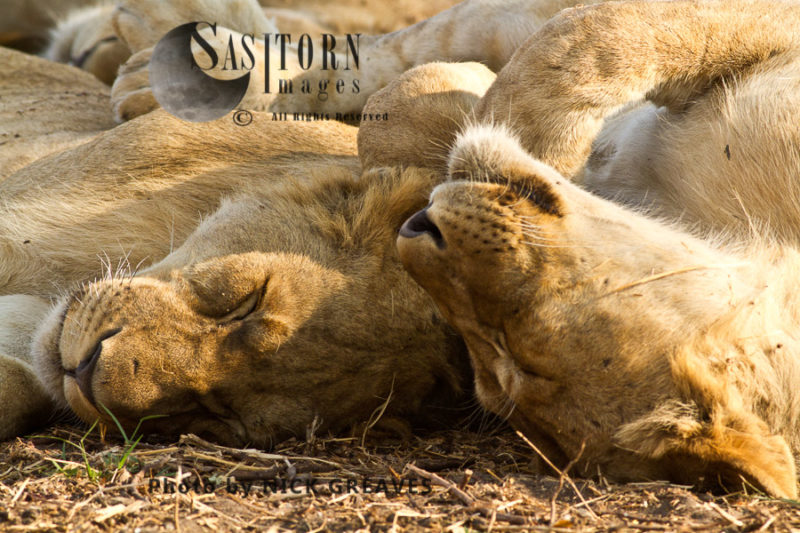 Lioness sleeping (Panthera leo)