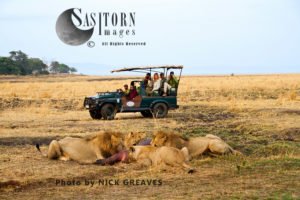Game viewing (Panthera leo), Katavi National Park, Tanzania