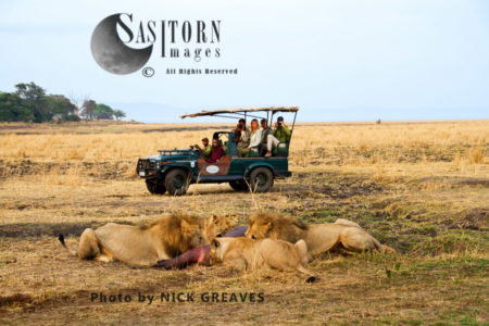 Game viewing (Panthera leo), Katavi National Park, Tanzania